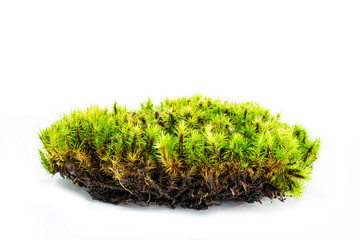 Fototapeta premium Green moss on white background