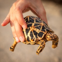 A small golden turtle held in a hand in Sri Lanka.