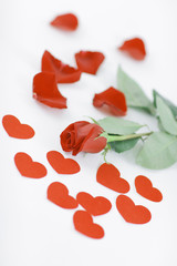 romantic concept . red rose on white background