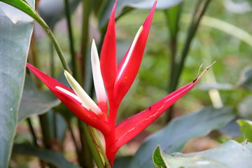  Close-up of heliconia opening on green leaves background