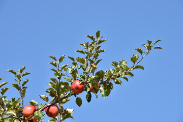 Apple Trees