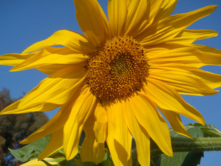 Sunflower with Blue Sky