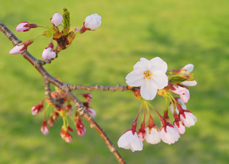 桜　春　素材