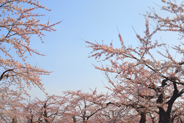 桜　春　素材