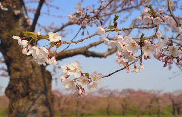 桜　春　素材