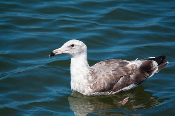 Close up of seagull at the ocean. Medium to large bird with a squawking call, long bill and webbed feet. Scavenger, coastal. 