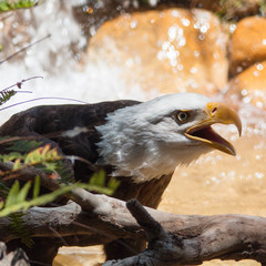 Wet Bald Eagle outdoor next to a tree and water in the background.