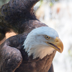 Wet Bald Eagle bird outdoor stretching wings.