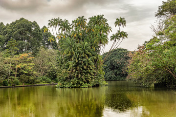 Palm tress island on Swan Lake in Singapore Botanical Gardens.