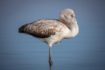 Young Greater Flamingo