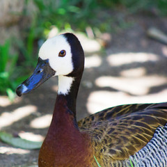 Close up of large White Faced Whistling Duck bird while walking. A noisy bird with a whistling call and black and white head with along gray bill and brownish feathers and chestnut neck.