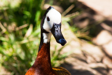 White faced whistling duck with chestnut brown black and white feathers. Dendrocygna viduata duck...
