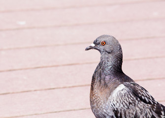 Rock pigeon with irridescent purple and gray plumage walking.