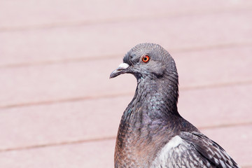 Rock pigeon with irridescent purple and gray plumage walking.