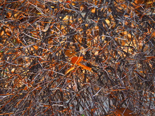 Orange grey black dry spike branch shoot pattern background with small brown fallen leaf attached, in winter morning