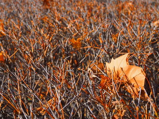 Dry grey wood branch bush with red orange shoot background in winter morning, with big brown folded fallen maple leaf on the right