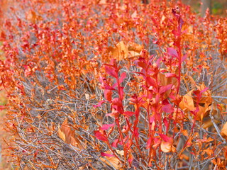 Dry bright orange red withered leaf shoot on dark grey branch bush shrub background with many fallen maple leaves attached, in winter morning