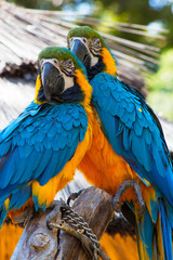 Two gold and blue Macaw Parrots perched on a tree branch next to metal chains .  South American parrot with blue top parts and yellow underparts and green forehead