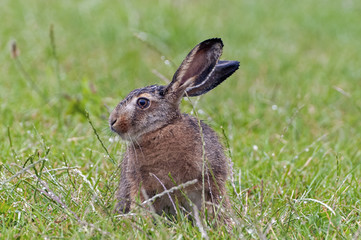 Naklejka na ściany i meble Little hare in the wet grass