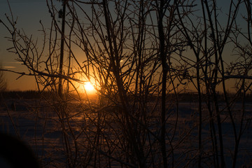 Obraz premium Light Through Brush