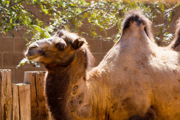 Closeup of Bactrian two hump camel at the zoo, Camelus bactrianus