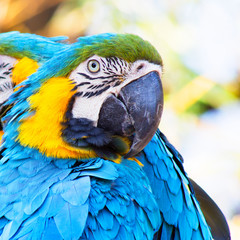 Headshot portrait of a gold and blue Macaw Parrot with a blurred background. With a second parrot hiding in the background