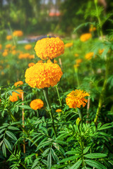 Marigold Flower Farm and sunlight