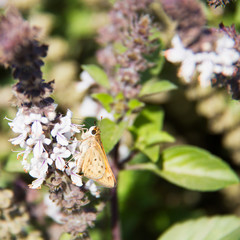 Close up of yellow orange with brown spots male butterfly perched on flowers taking nectar. Fiery...