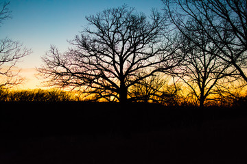 Fototapeta na wymiar Grand Tree Sunset Color Clash