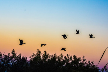 Bird Sunset 