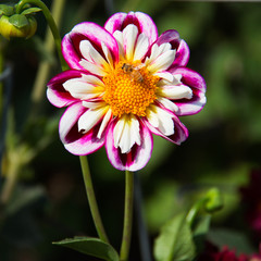 Pink and white Aster flower with a bee pollinating. Yellow center, white petals surrounded by pink petals