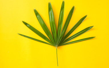 Fototapeta na wymiar Tropical leaf on yellow background organic concept