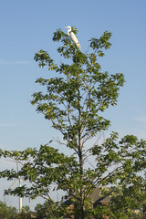 Snowy Egret at the Top of a Tree