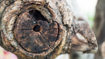 close up bark black wood texture background