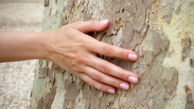 Woman sliding hand along big old sycamore in slow motion. Female hand touching green crust surface of platan tree trunk