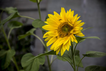 Sunflower yellow bee