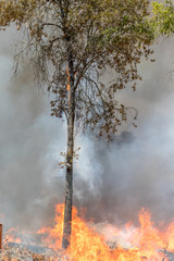 Firefighter Fighting Fire