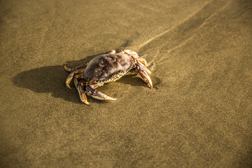 crab