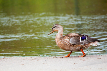 Adult Mallard Duck walking next to a lake, brown feathers with blue color pattern on wings