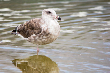 Close up of seagull at the ocean. Medium to large bird with a squawking call, long bill and webbed feet. Scavenger, coastal. 