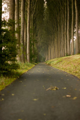 Naklejka premium long 