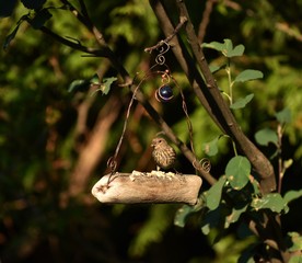 Obraz premium Sparrow standing on bird swing