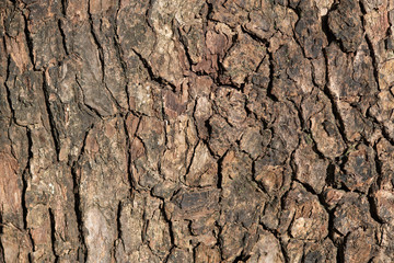 木の皮の表面 背景