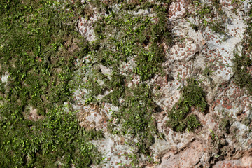 木の皮の表面 背景