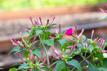 線路脇のオシロオバナ