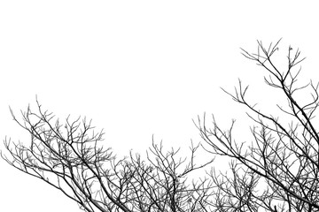 Dead branches , Silhouette dead tree or dry tree on white background.
