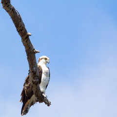 Perched osprey bird in Huntington Beach, Southern California with the sky in the background. Alert brown and white bird with dark stripe running from beak to yellow eyes and side of head.