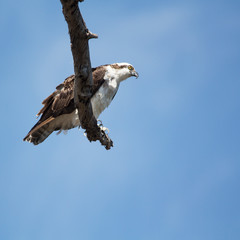 Perched osprey bird in Huntington Beach, Southern California with the sky in the background. Alert brown and white bird with dark stripe running from beak to yellow eyes and side of head.