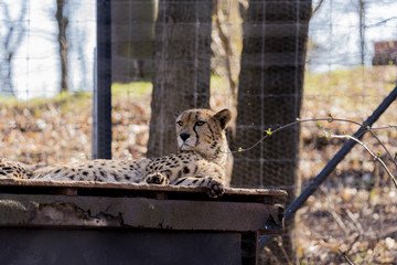 Gepard © Benjamin