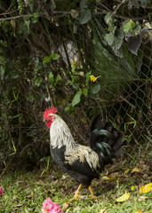 Maui Rooster